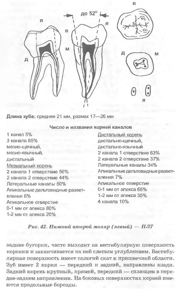 Анатомия устьев корневых каналов 26 зуба. Моляр верхней челюсти анатомия. Анатомия корневых каналов моляров верхней челюсти. Второй моляр нижней челюсти. Каналы верхней 6
