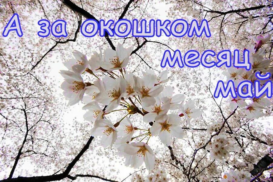 Здравствуй май. Здравствуй месяц май. Здравствуй май Цветущий. Счастливого месяца май.