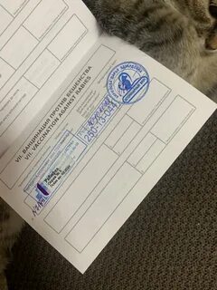 Рабифел от бешенства