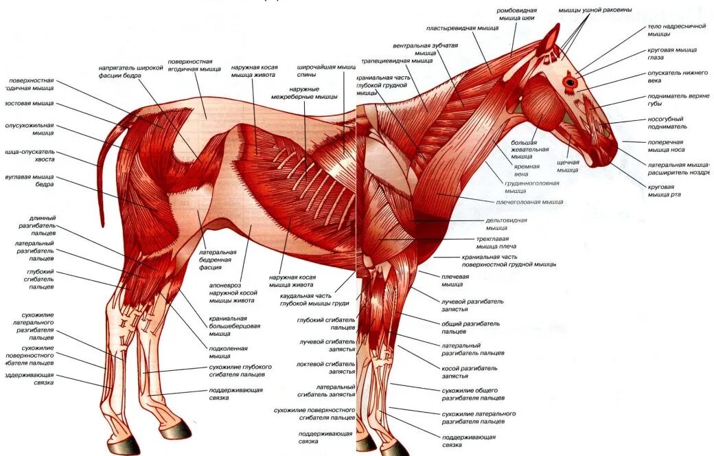 Сухожилие животных. Мышцы туловища лошади анатомия. Поверхностные мышцы лошади анатомия. Строение мышц лошади. Поверхностные мышцы туловища лошадь спереди.