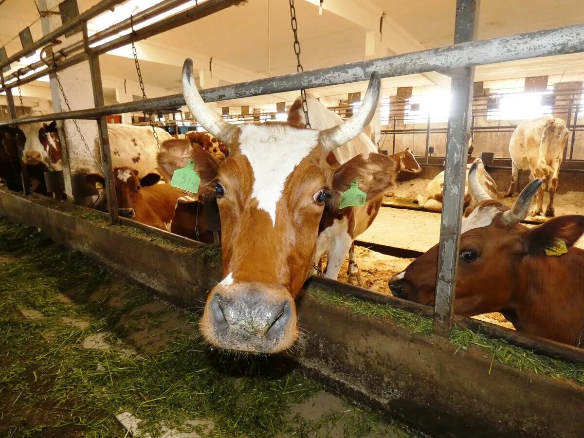 Колхоз коровы. Забор для коров. Белорусский колхоз. Сельское хозяйство вологодской области. Доярка с коровой.