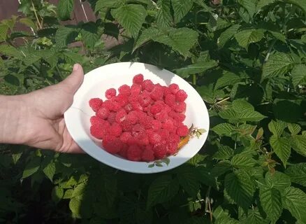 Вкус лета малина