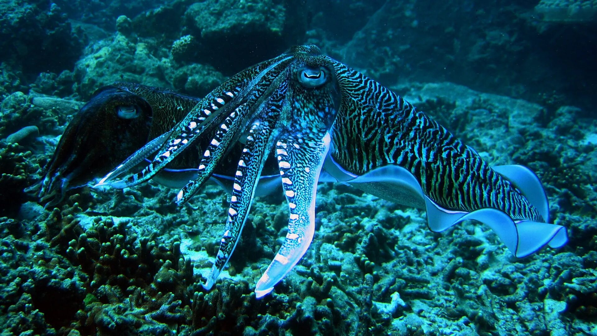 Мурена и осьминог. Морские головоногие моллюски. Каракатица красное море. Головоногие моллюски осьминог Синекольчатый. Каракатица организм
