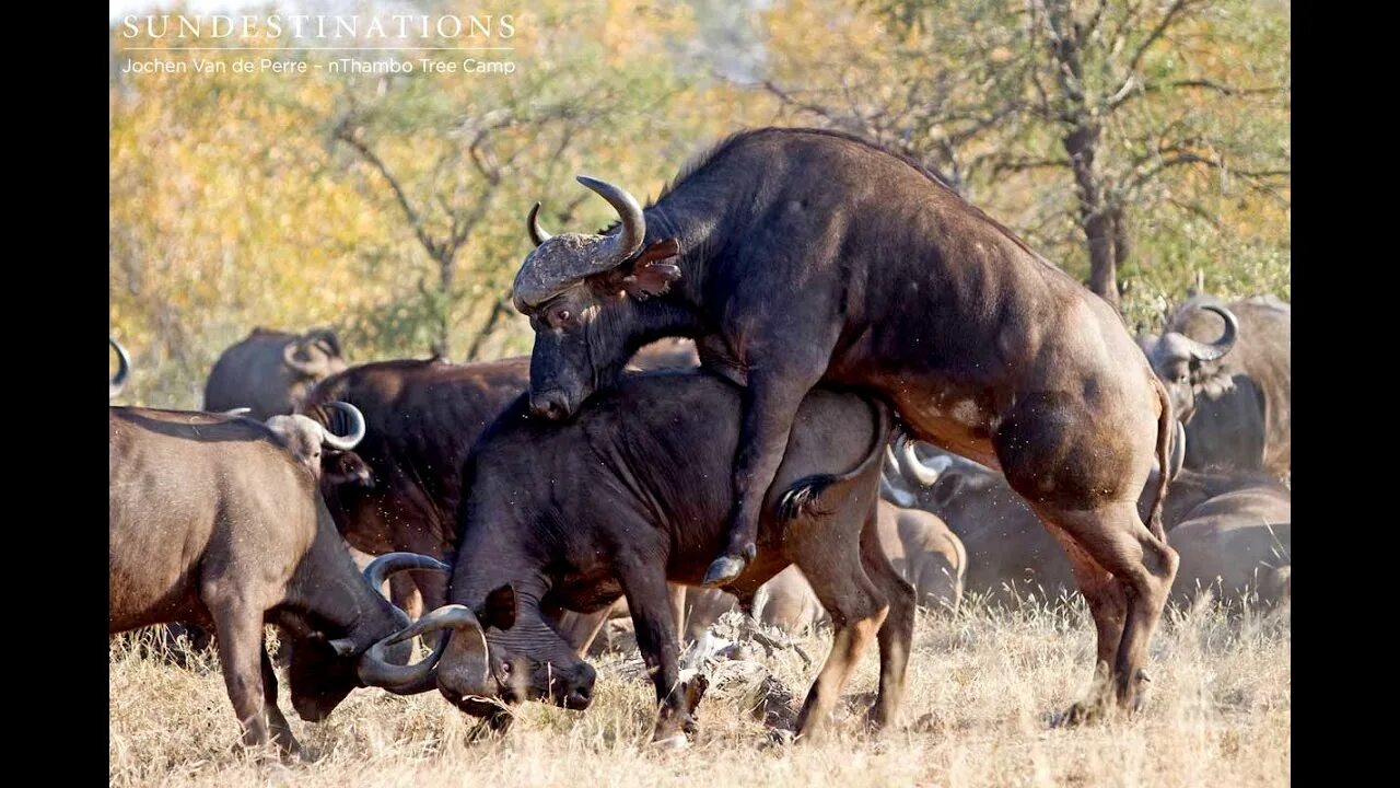 Bull cock. Бык буйвол. Животные сношениях с людьми. Африканские Буйволы спаривание.