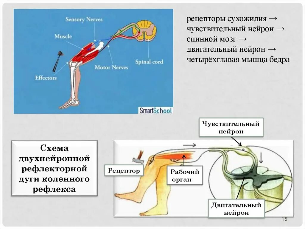 Чувствительное коленного рефлекса. Схема рефлекторной дуги коленного рефлекса. Чувствительный Нейрон коленного рефлекса. Схема двухнейронной рефлекторной дуги коленного рефлекса. Коленный рефлекс рефлекторная дуга схема физиология.