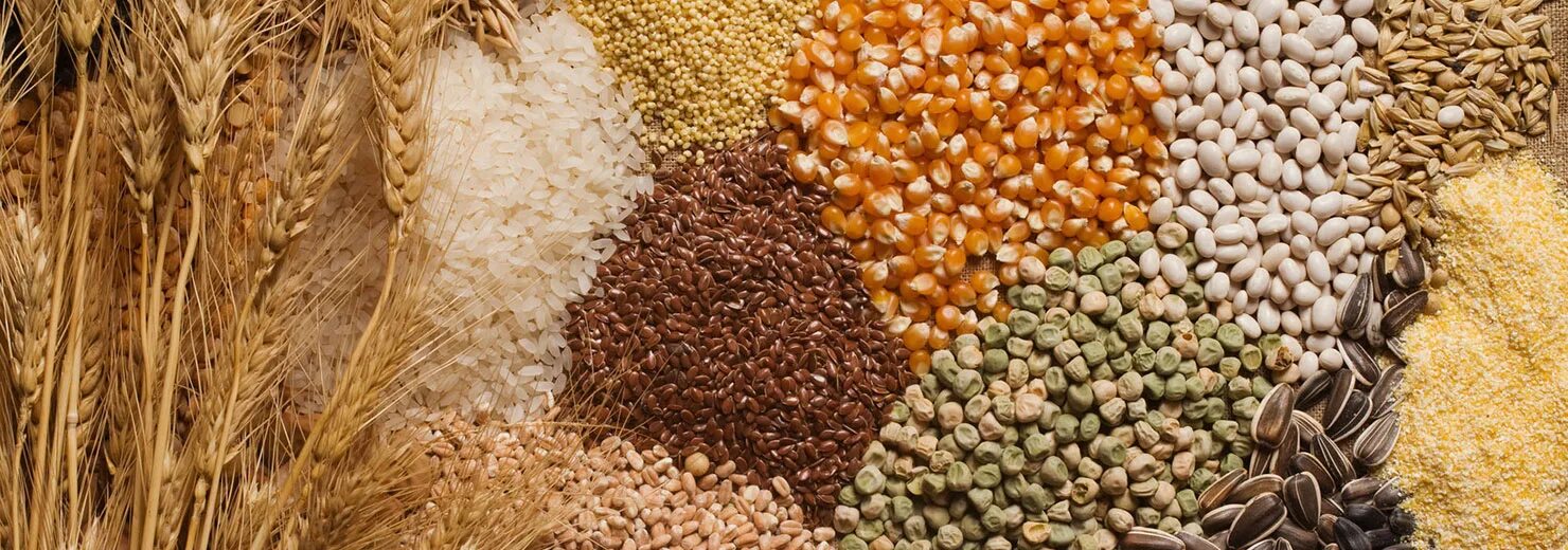 Оформление зерна. Пшеница продовольственная. Сафлор крупа. Колосья пшеницы. Полба пшеничная.