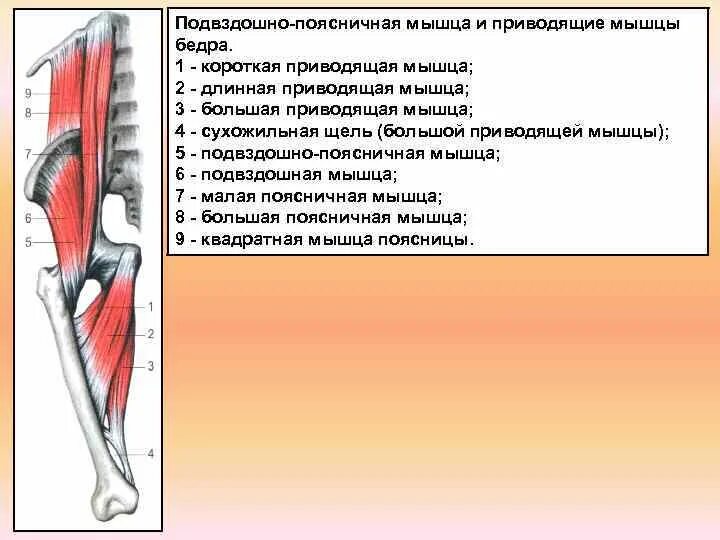 Функции приводящих мышц. Подвздошно-поясничная мышца сбоку. Синергисты подвздошно-поясничной мышцы. Подвздошно-поясничная мышца анатомия. Подвздошно-поясничная мышца бедра анатомия.