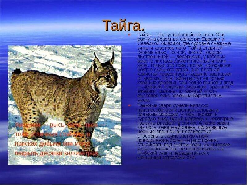 Доклад растения животных. Животный мир тайги в евразии. животные и растения тайги евразии. сообщение о животном евразии. животные евразии доклад.