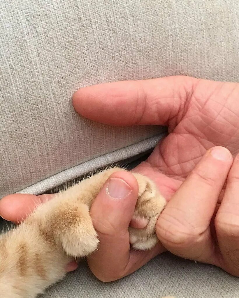 Трогает лапкой. Рыжий котёнок. Котенок на руках. Трогает лапкой. Кошка на руках у человека.