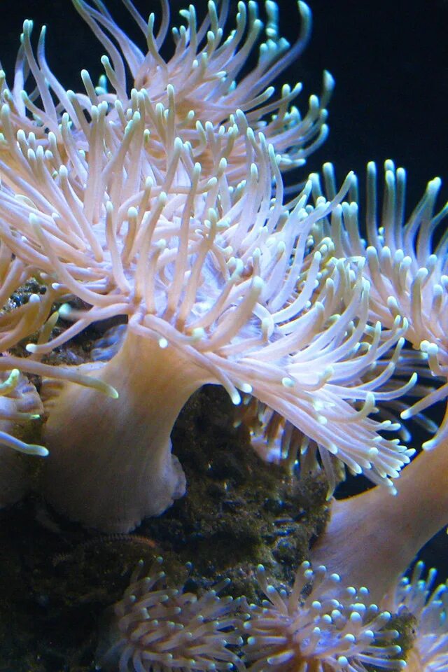 Актинии сколько. Коралловые полипы актинии. Актинии сколько. Почкование актиний. Представитель коралловых полипов актиния.