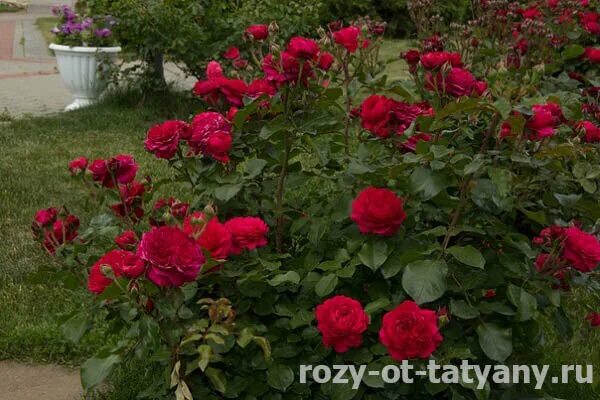 Розы от татьяны. Чех татьяна алексеевна. Питомник роз татьяны чех. Суземский розарий. Татьяна чех розы.