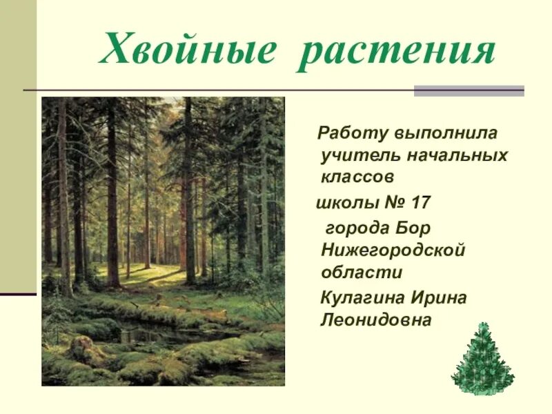 Презентация на тему хвойные растения. Хвойные растения презентация 3 класс. Презентация по окружающему миру хвойные растения. Хвойные растения примеры 3 класс.