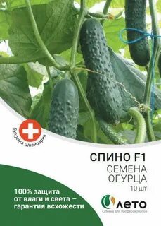 Огурец сорт спино