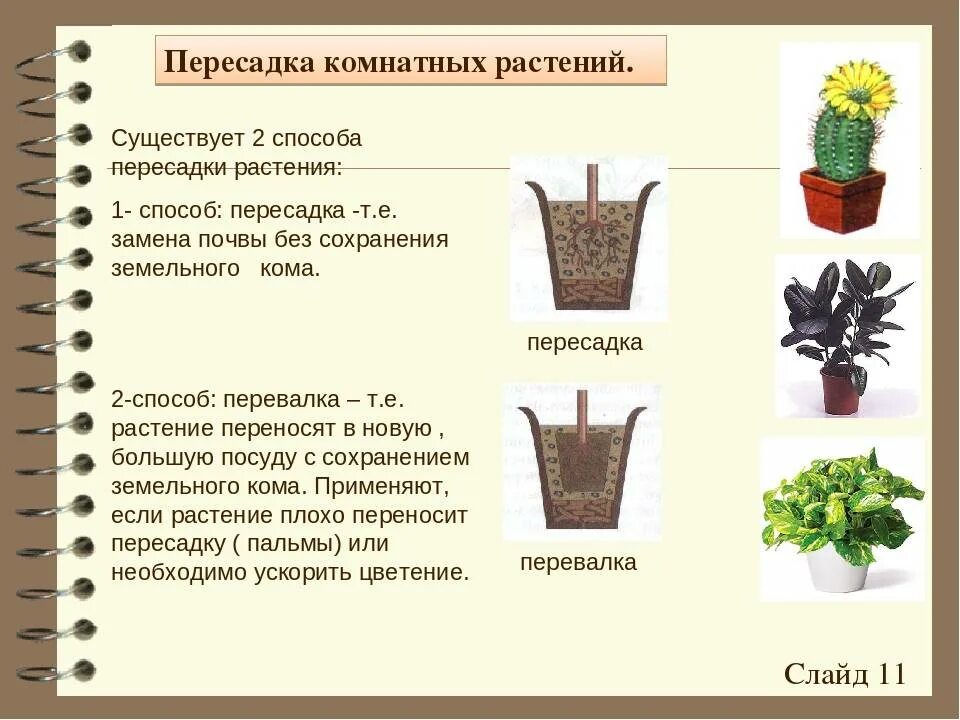 Глубина посадки луковичных. Правила посадки растений. Правила посадки растений. Правильная посадка деревьев. Порядок посадки деревьев.