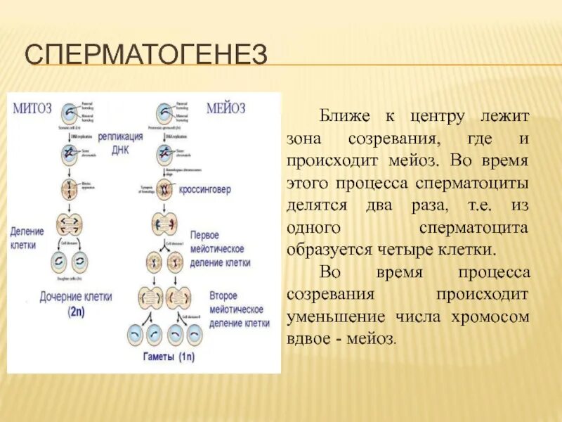 Митоз мейоз и гаметогенез кратко. Сперматогенез стадии мейоза. Редукционное деление сперматогенез. Фазы деления половых клеток.