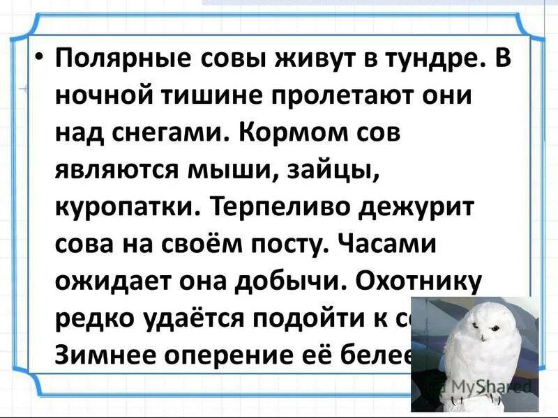 Сова живет в тундре. Полярные Совы живут в тундре. Полярная Сова презентация. Где живёт Полярная Сова. Полярная Сова в тундре доклад.