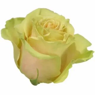 Marvels rose