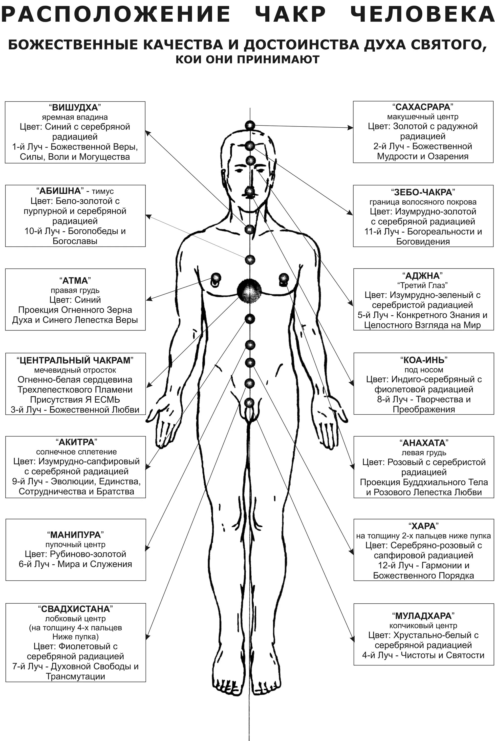 Энергетические центры человека схема расположения. Расположение энергетических центров на теле человека. Расположение чакр на теле человека. Энергетические центры человека чакры схема. Чакры названия и расположение