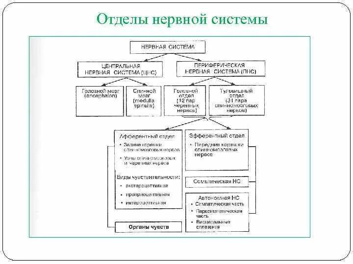 Отделы нервной системы человека. Отделы нервной системы схема. Анатомическая классификация нервной системы. Оставь схему «отделы нервной системы».