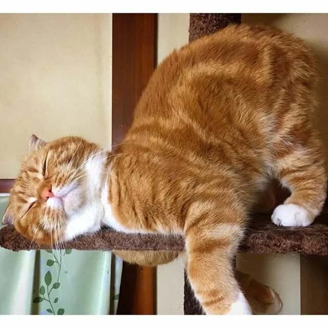 Доброе утро про кота. Утренний котик. смешные рыжие коты. сытые коты. с добрым утром кошки.