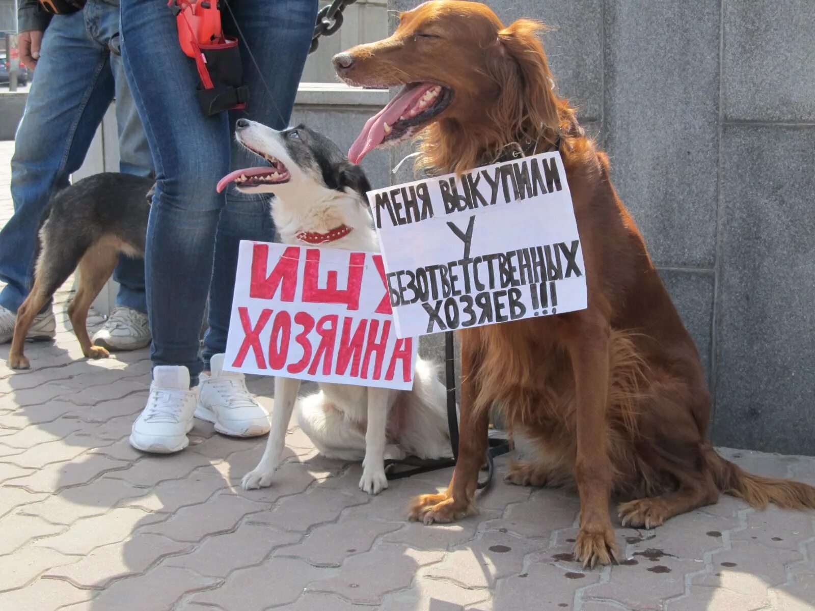 10 октября 16.30-18.30 - "Права животных и обращение с животными" Мероприятие бу