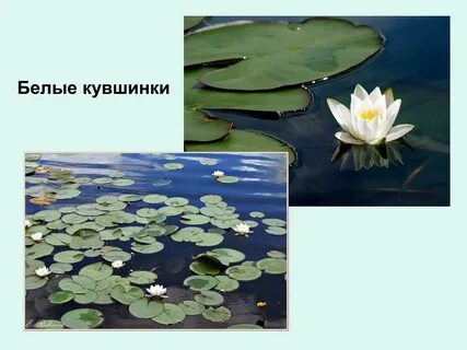 Тест по теме жизнь в пресных водах