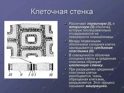 Между оболочками соседних клеток находится