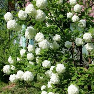 Бульденеж весной