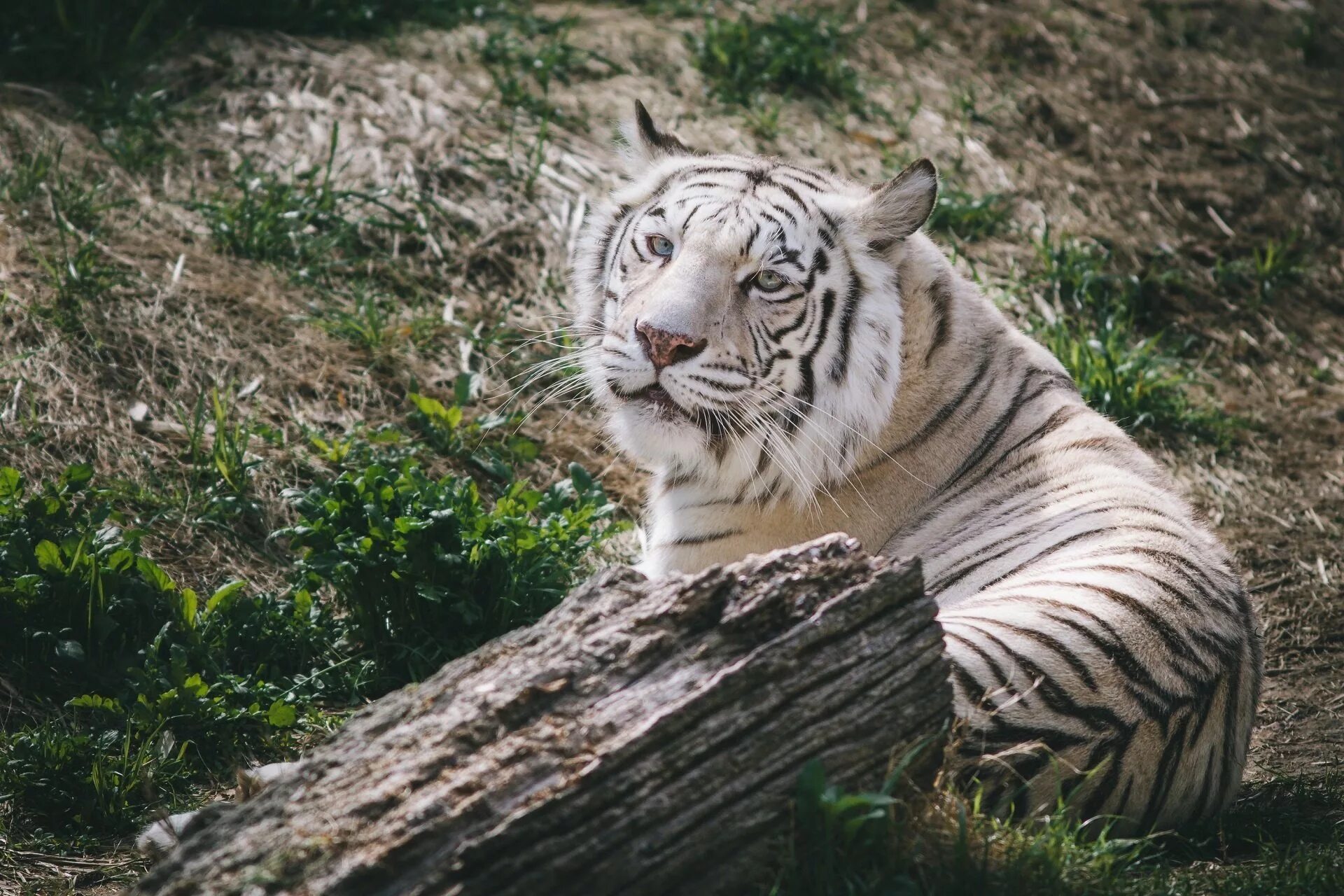 Какой тигр белый. Белый тигр. Животные белый тигр. Белый тигр животное. Белый тигр фото.