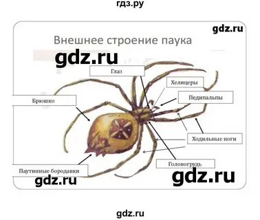 Биология 7 класс рабочая пасечник