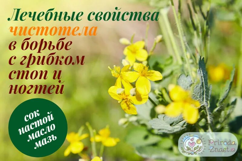 Лечение чистотелом в домашних. Чистотел от грибка ногтей. Грибок растение чистотел. Чистотел трава от грибка.