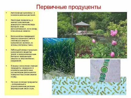 Первичная продукция продуцентов