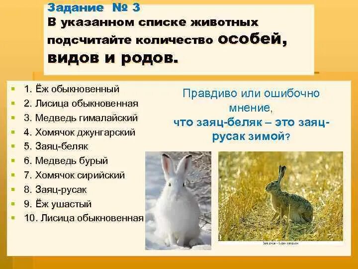 Заяц Беляк. Беляк и Русак сходства и различия. Генетический критерий зайца беляка. Биохимический критерий зайца беляка.