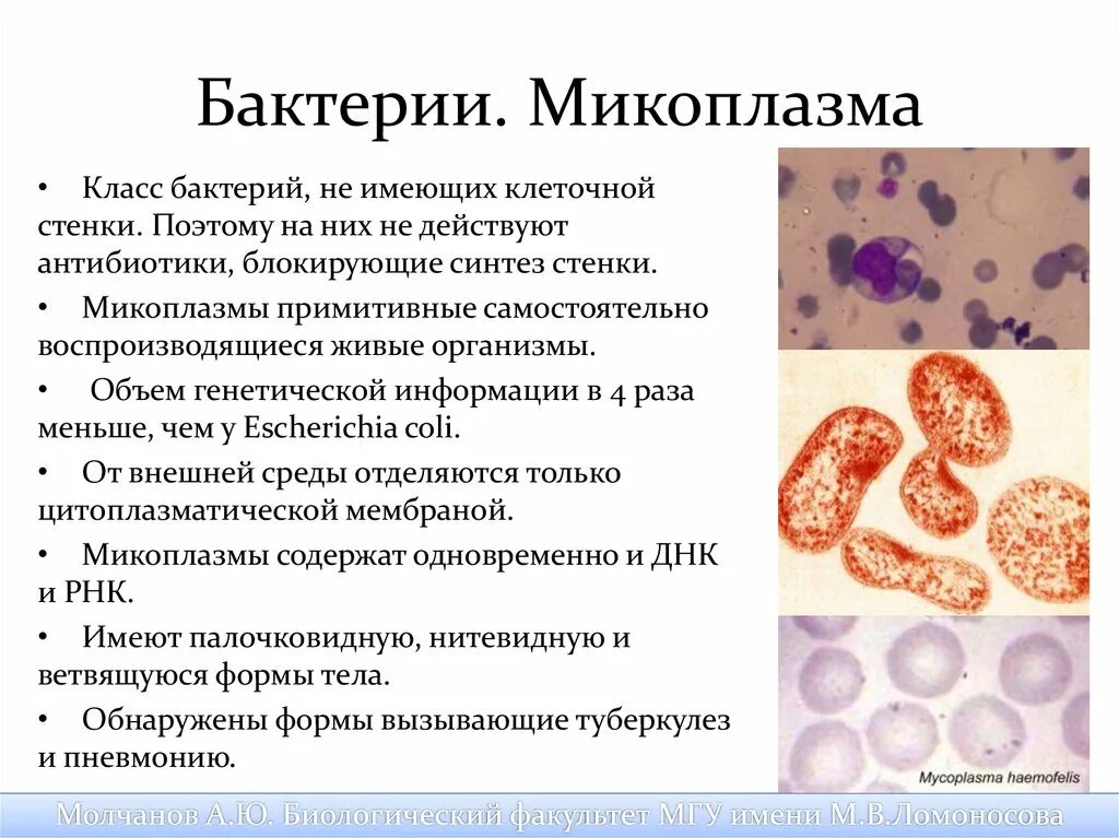 Микоплазма как передается. Микоплазмы бактерии. Микоплазмы микробиология. Микоплазмы примеры микробиология. Микоплазмы форма.