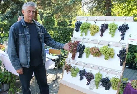 Новости винограда