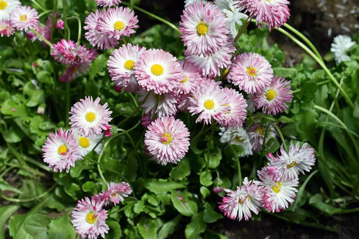 Маргаритка Bellis perennis. Маргаритка хризантемовидная. Маргаритка махровая Монтероза. Маргаритка многолетняя. Маргаритки цветы выращивание