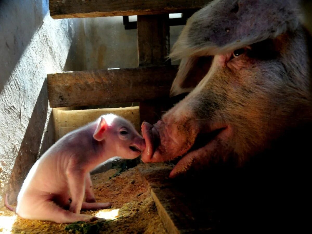 Что любят свинки. Милые поросята. Свинья с поросятами. Поросенок с мамой. Свиноматка с поросятами.