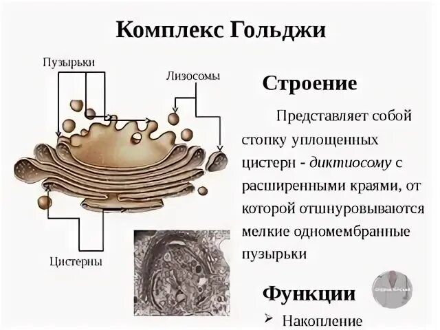 Строение и функции комплекса