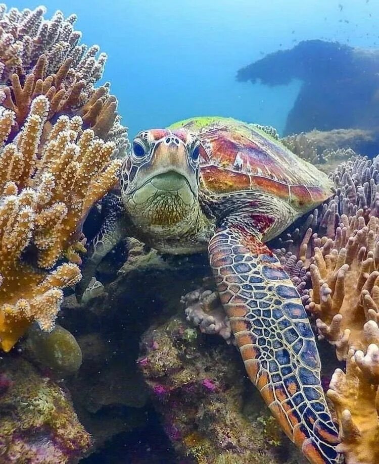 Морские обитатели морская черепаха. Морская черепаха. Черепахи индийского океана. Дальян черепахи. Черепаха океаническая.