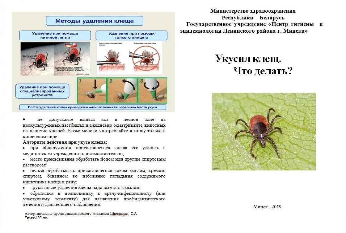 Алгоритм при укусе клеща. Тактика медсестры при укусе клеща. клещевой энцефалит таежный клещ.