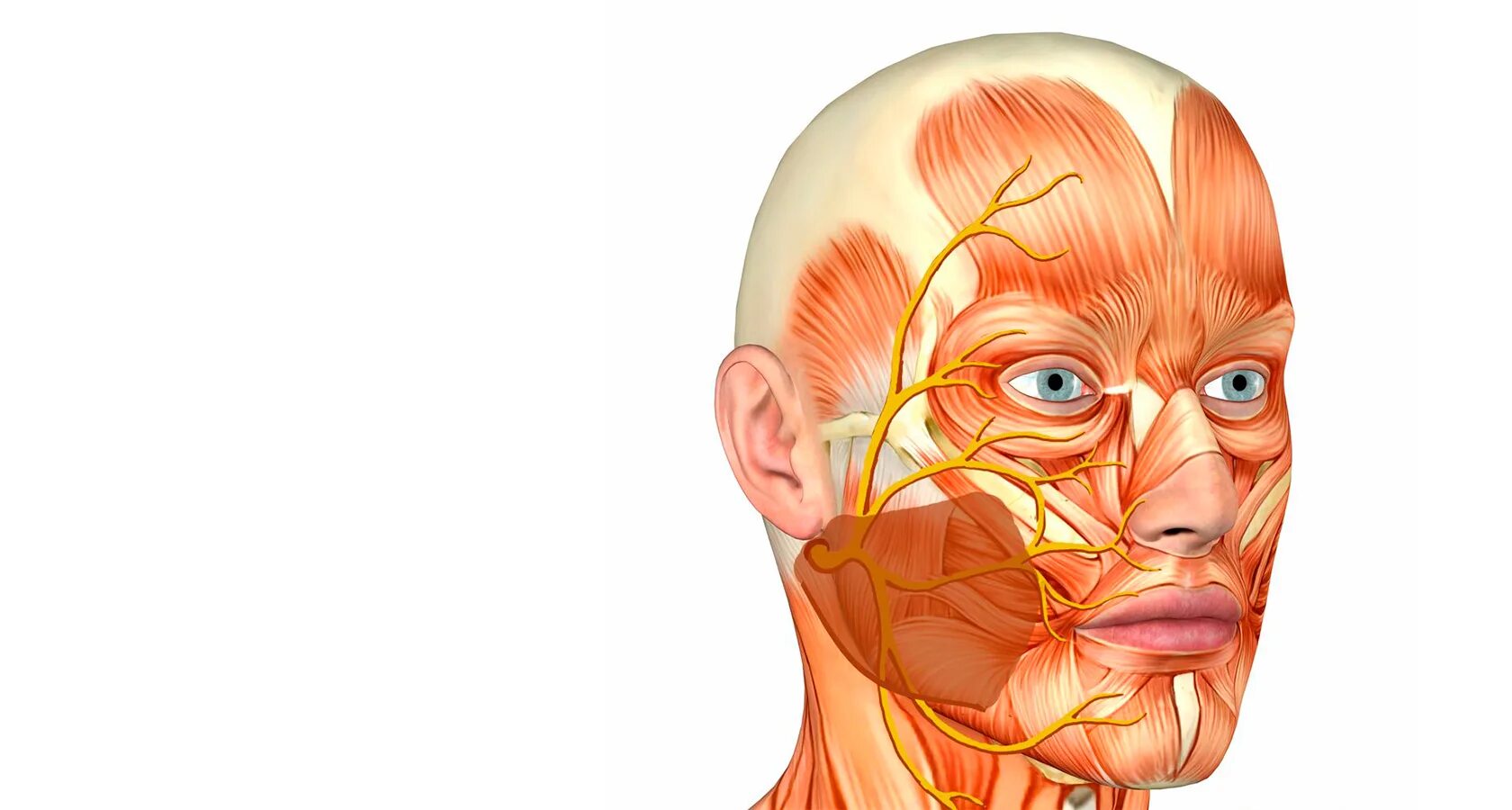 Лицевой нерв челюсти. Неврит лицевого нерва анатомия. Тройничный нерв анатомия воспаление. Nervus trigeminus. Лицевой троичный тройничный нерв.