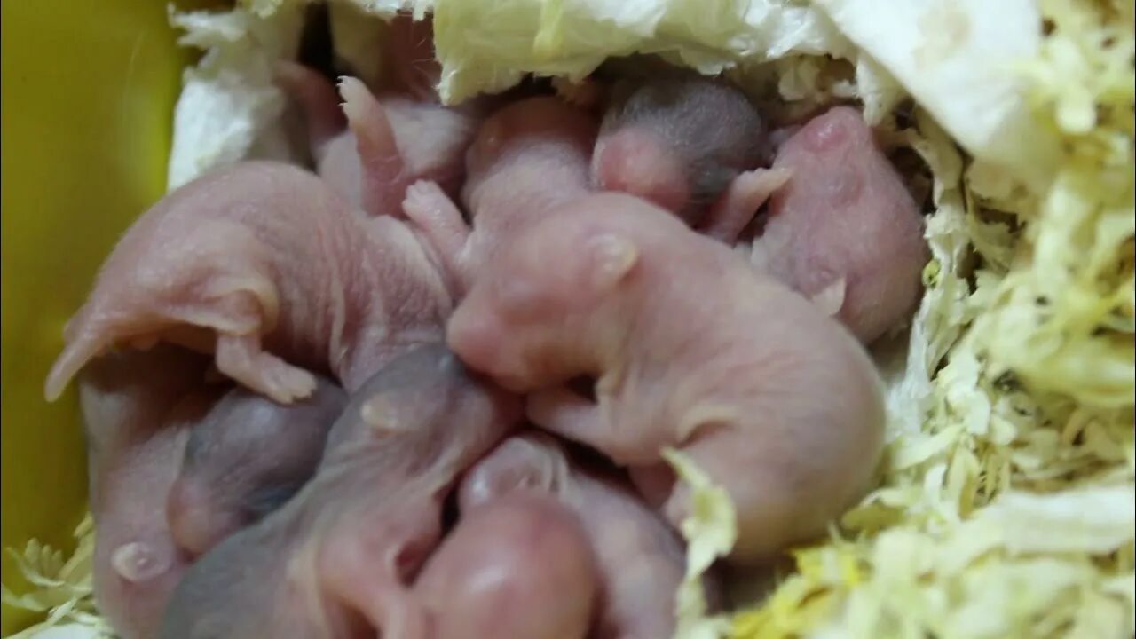 с днем рождения хомяк. новорожденные сирийские хомячки. всемирный день хомяка. хомякам 4 дня. всемирный день хомяка.