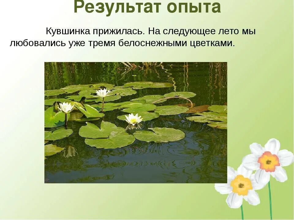 Особенности среды обитания кувшинки. Кувшинка белая среда обитания. местообитание кувшинки. кувшинка размножение. распространение кувшинки.