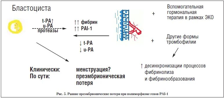 Ген pai