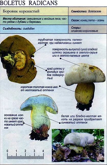 Боровик коренящийся. Гриб коренящийся Боровик. Боровик шляпка снизу. Боровик коренастый. Боровик описание