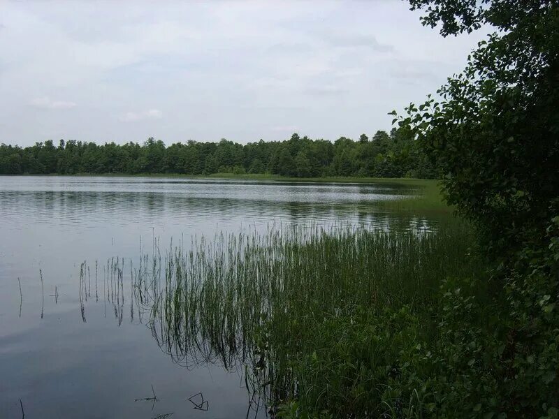 Озеро глубокое рыба. Глубокое озеро в Кубинке. Озеро глубокое Ленинградская область. Озеро глубокое Рузский район рыбалка. Гидробиологическая станция глубокое озеро.