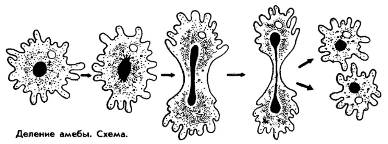 На рисунке изображен пример иллюстрирующий присущее. Бесполое размножение амёбы. Размножение амёбы обыкновенной. Деление амебы бесполое размножение. Размножение амебы Протей.