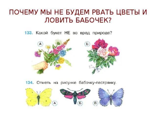 Почему мы будем рвать цветы и ловить бабочек. Почему мы не будем рвать цветы и ловить бабочек. Почему мы не будем рвать цветы. Задания почему мы не будем рвать цветы. Каких бабочек нельзя увидеть днем на лугу