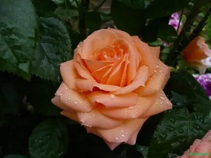 Ladies marmalade