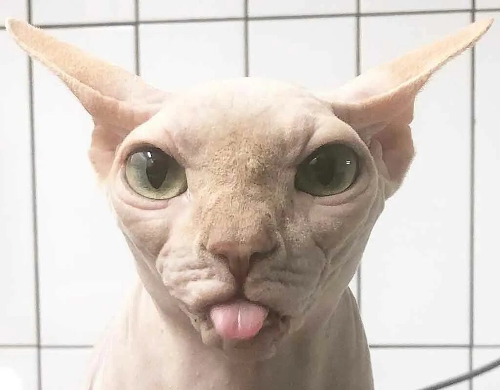 Смешные лысые коты